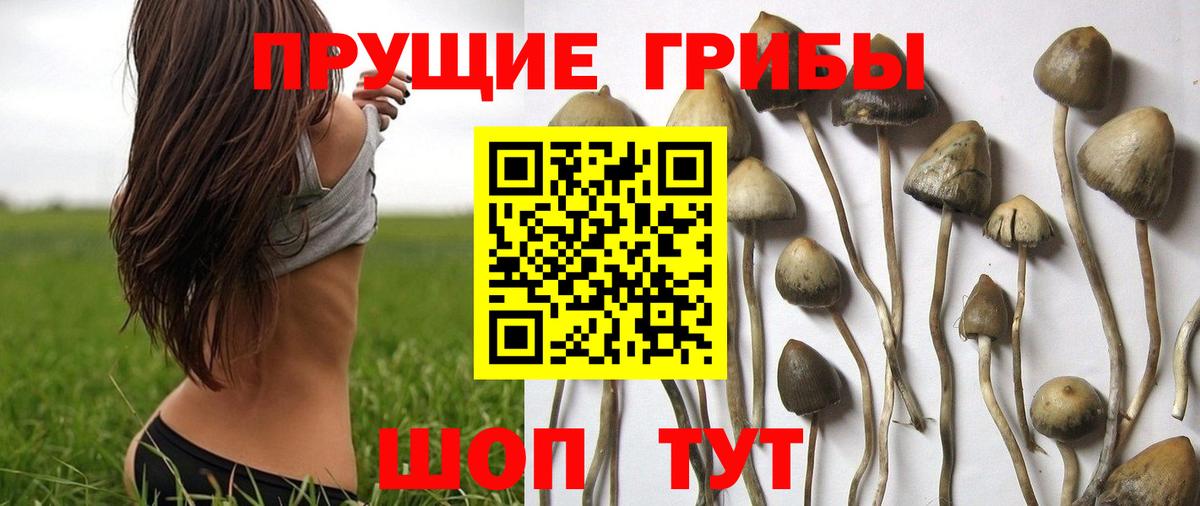 Галлюциногенные грибы Psilocybine cubensis Полевской